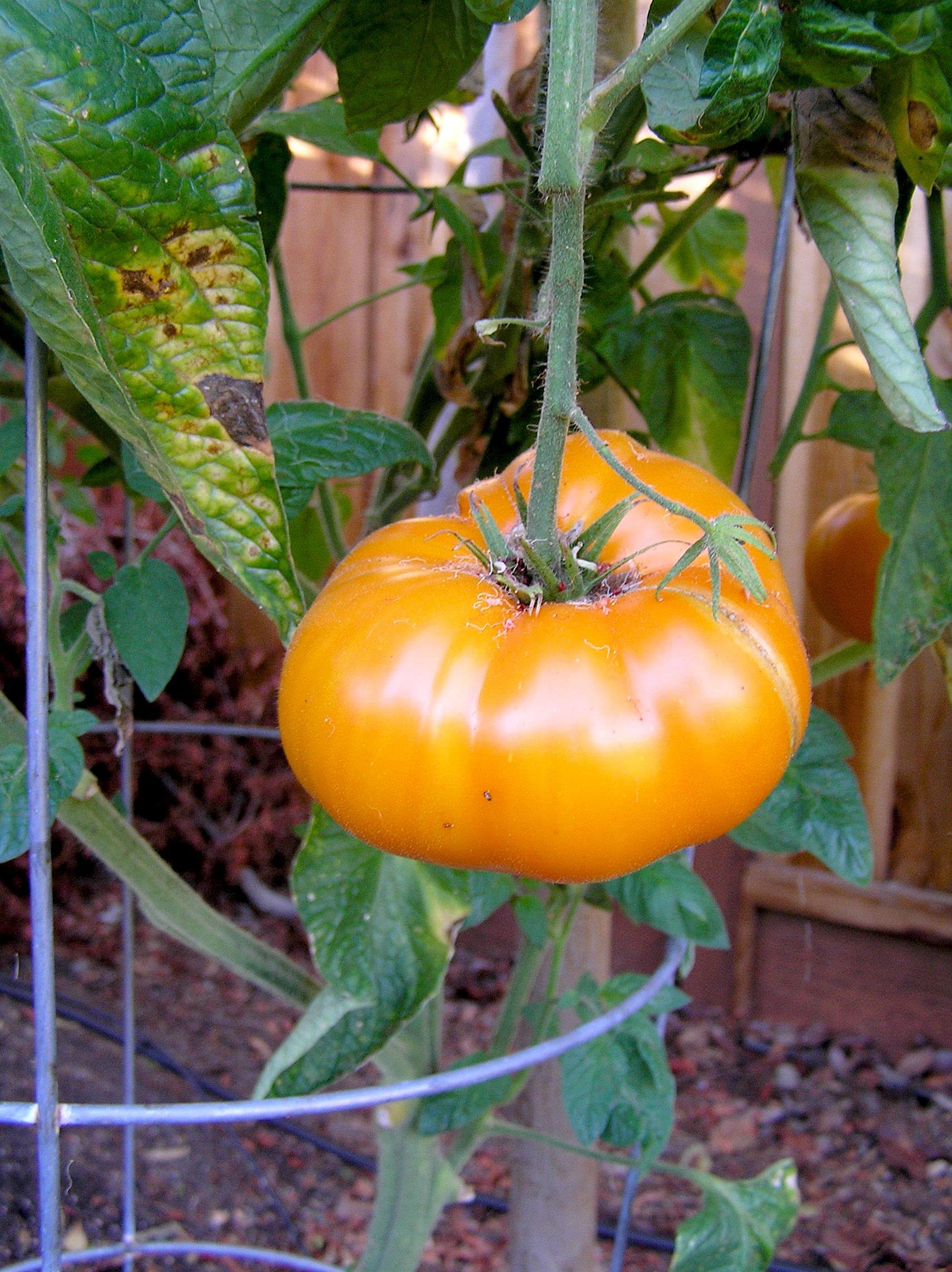 Yellow (Brandywine Tomato) for planting in garden
